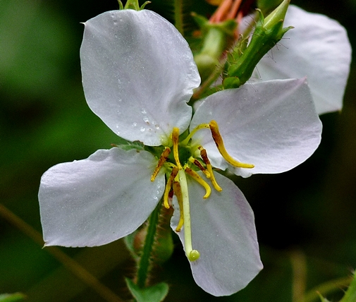 {Rhexia mariana var. mariana}